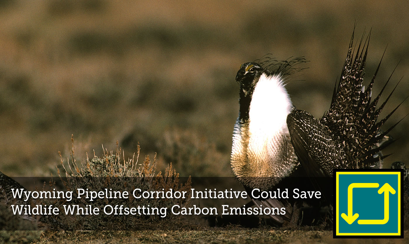 Wyoming Pipeline Corridor Initiative Could Save Wildlife 